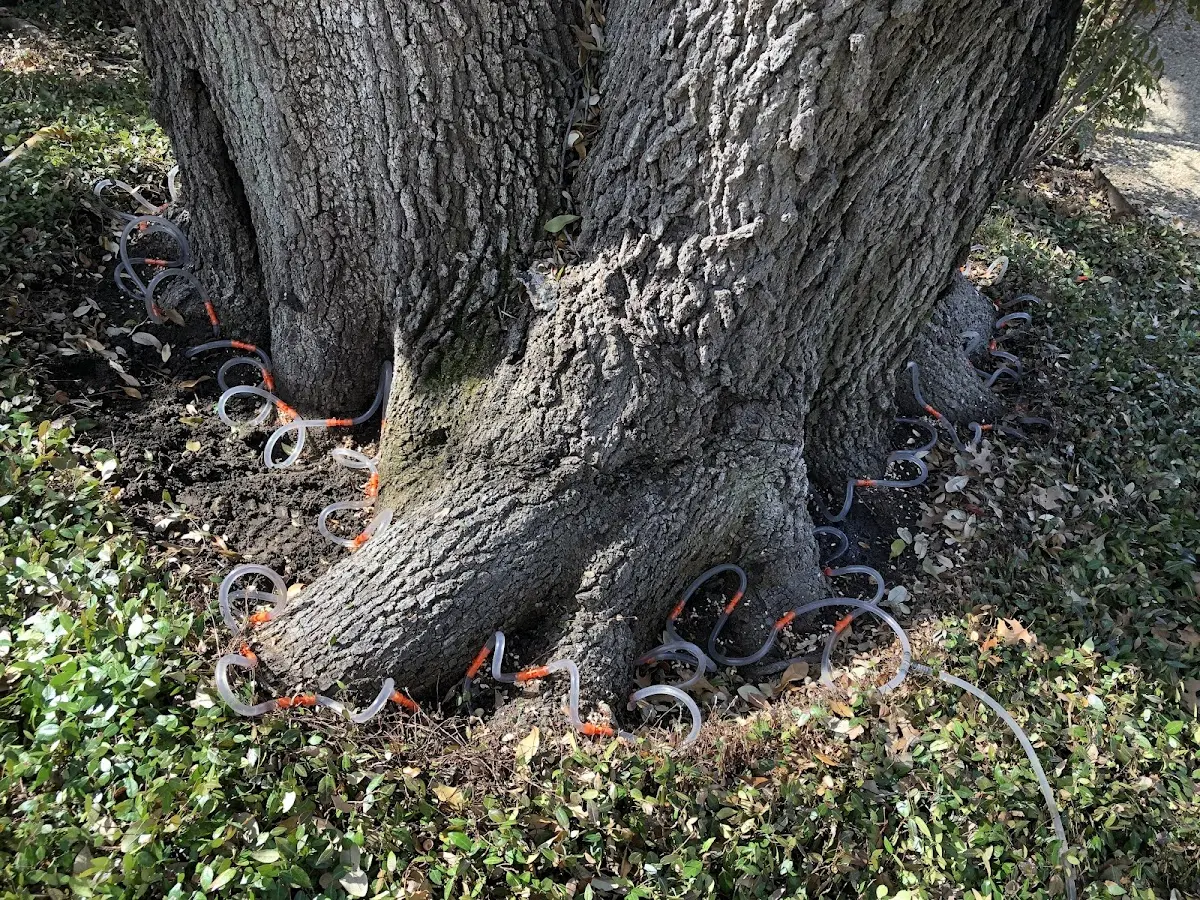 Detailed Shrub and Hedge Trimming job site in Avery